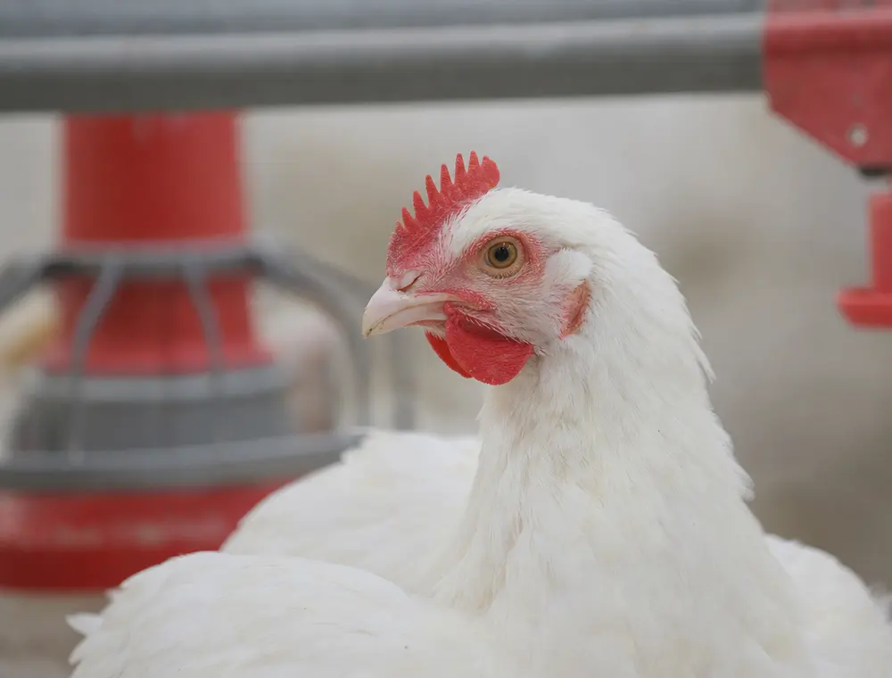 Aves en un entorno real de producción