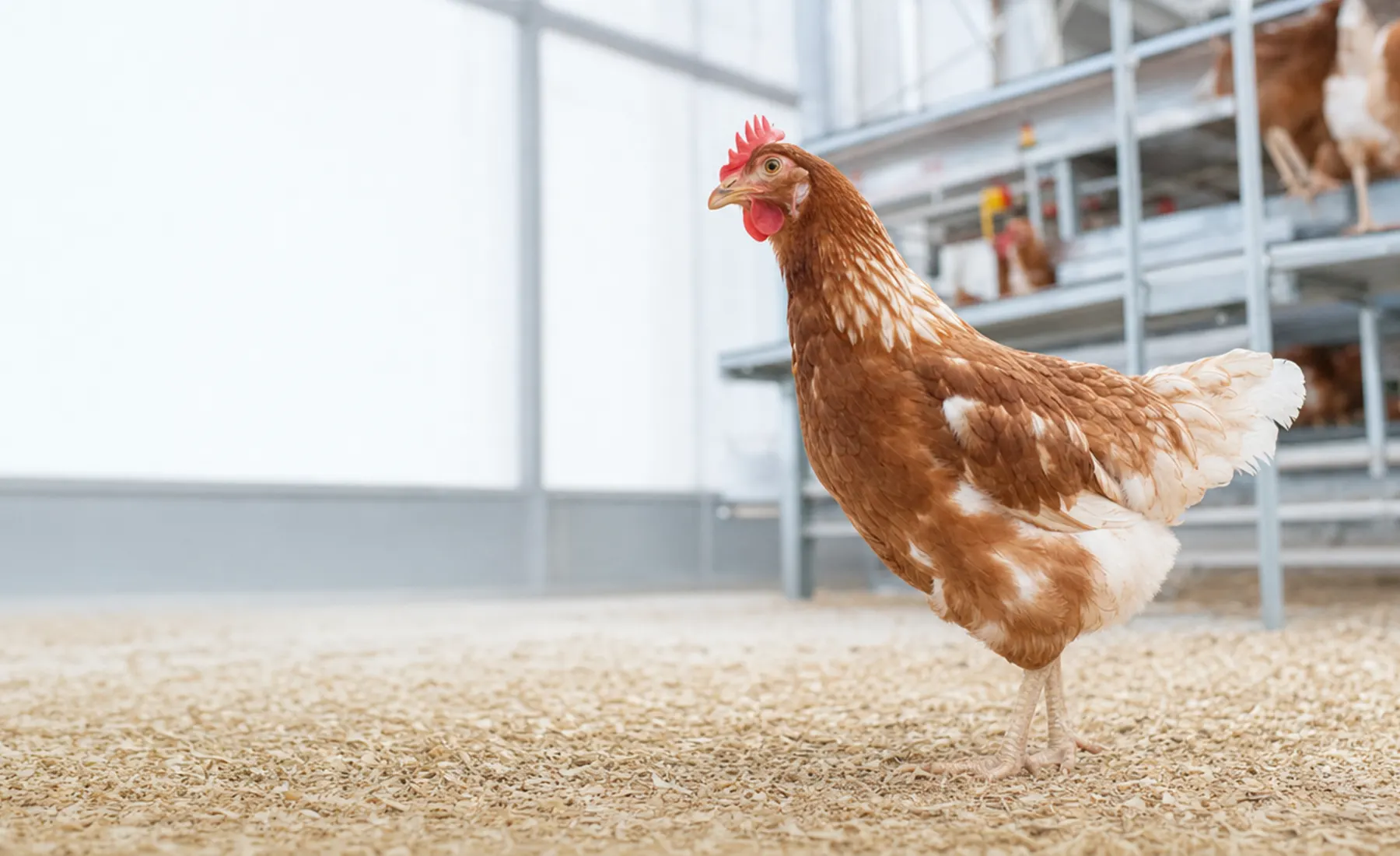 Gallina real en un entorno de producción avícola con luz natural